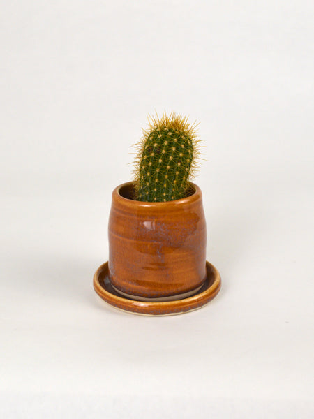 Lil Cactus Planter