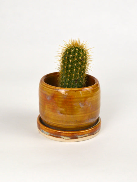 Small Cactus Planter