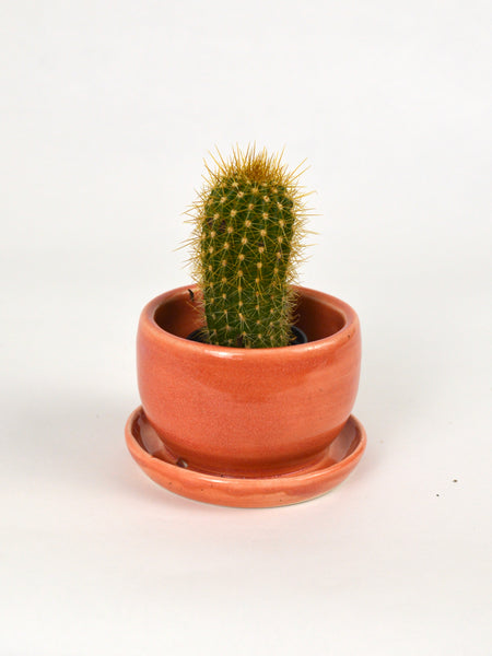 Mini Cactus Planter